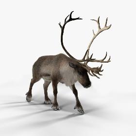 3D Male ReinDeer model